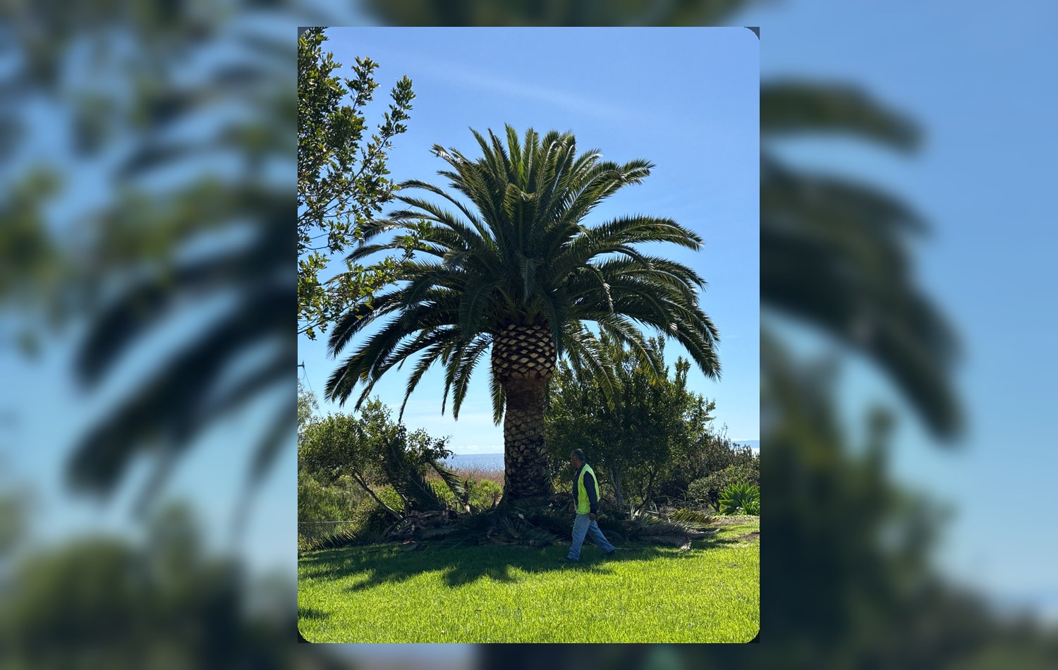 Palm tree work completed by Oasis Tree & Outdoor Services