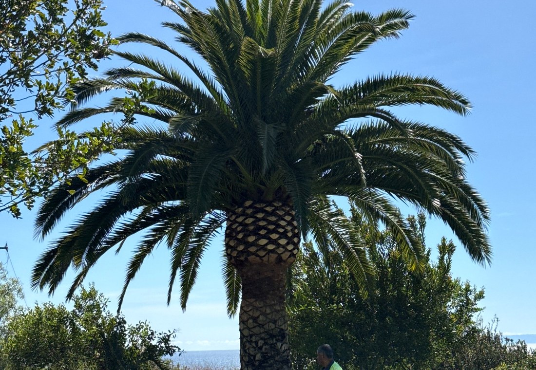 Palm tree work by Oasis Tree & Outdoor Services