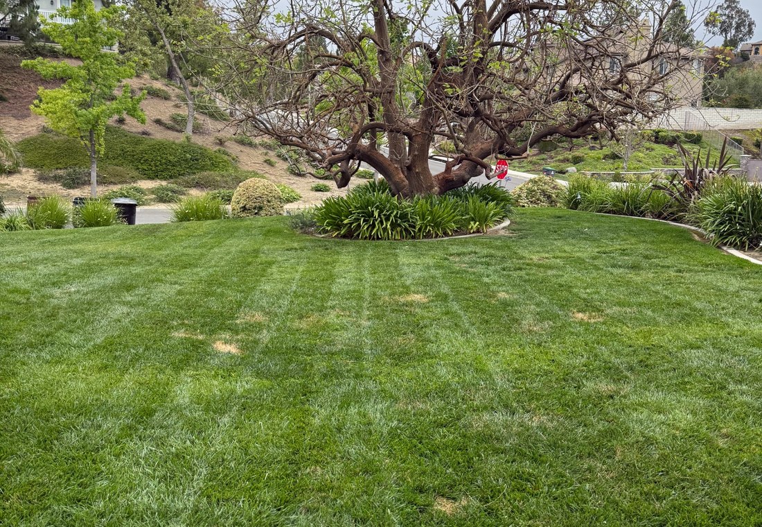 Yard maintenance work by Oasis Tree & Outdoor Services